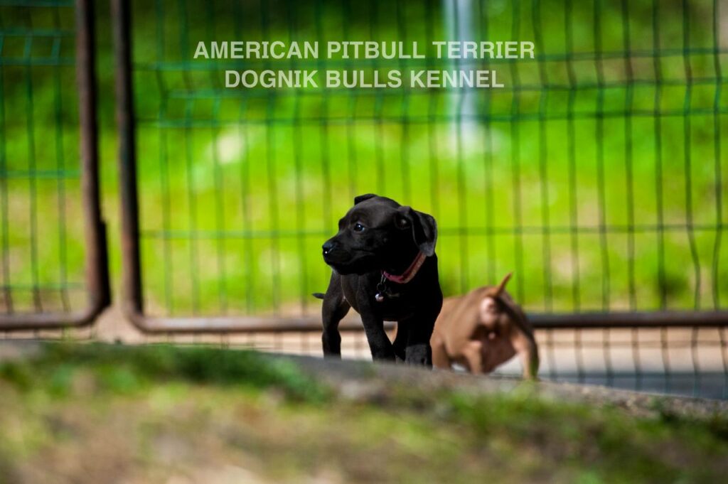 Black american pitbull terrier puppy for sale. Borm in Dognik Bulls kennel, Europe. Dewormed, vaccinated, EU pet passport, documents, pedigree