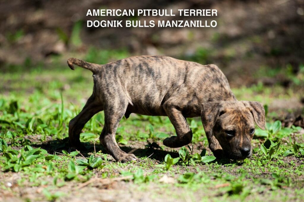 American pitbull terrier Dognik Bulls Manzanillo. This puppy is for sale right now. Brreding between Dognik Bulls Godena x Dognik Bulls Gangsta's Paradise