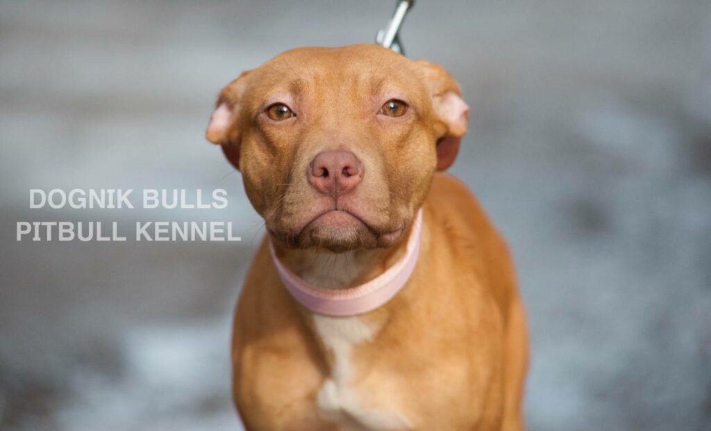 American pitbull terrier puppies for sale. Pitbull kennel Europe- Dognik Bulls. Breeding Millers Wild Storm aka Castle x Dognik Bulls Indiana. Pitbull puppies ready for reservation. With pedigree. Located in Europe