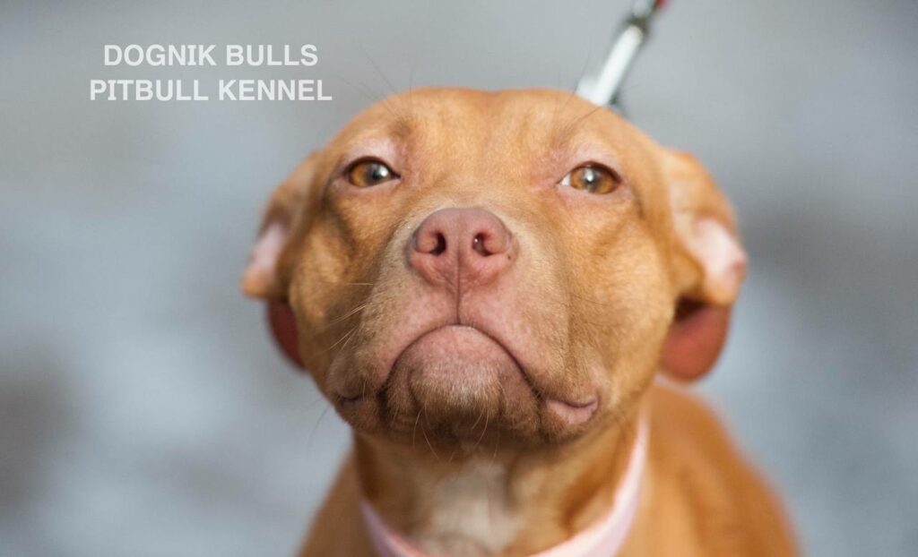 American pitbull terrier puppies for sale. Pitbull kennel Europe- Dognik Bulls. Breeding Millers Wild Storm aka Castle x Dognik Bulls Indiana. Pitbull puppies ready for reservation. With pedigree. Located in Europe