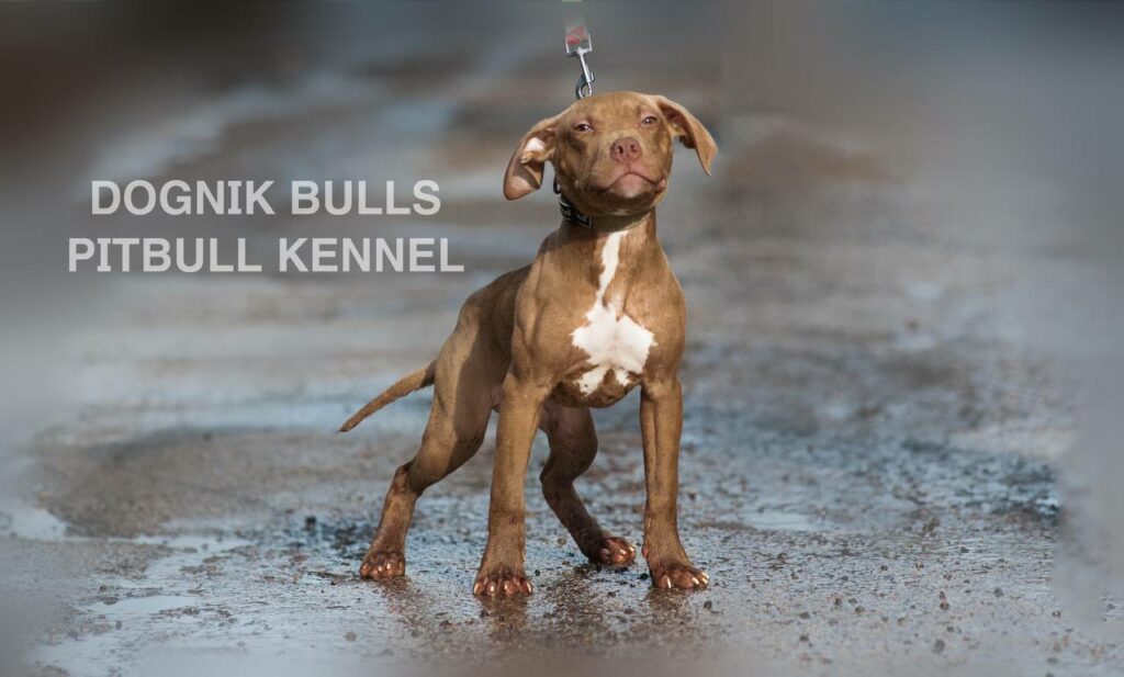American pitbull terrier puppies for sale. Pitbull kennel Europe- Dognik Bulls. Breeding Millers Wild Storm aka Castle x Dognik Bulls Indiana. Pitbull puppies ready for reservation. With pedigree. Located in Europe
