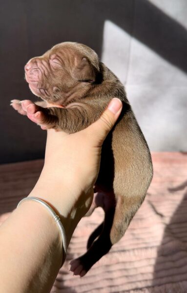 American pitbull terrier puppies for sale from Dognik Bulls kennel in Europe. Shipping worldwide. Breeding Dognik Bulls Godena x Dognik Bulls Gangsta’s Paradise