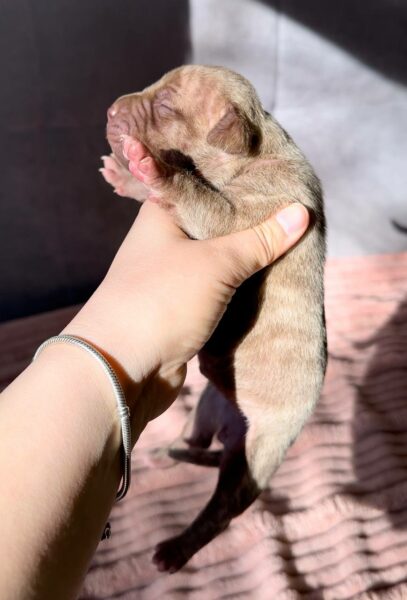 American pitbull terrier puppies for sale from Dognik Bulls kennel in Europe. Shipping worldwide. Breeding Dognik Bulls Godena x Dognik Bulls Gangsta’s Paradise