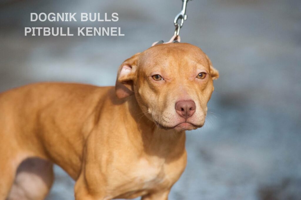 American pitbull terrier puppies for sale. Pitbull kennel Europe- Dognik Bulls. Breeding Millers Wild Storm aka Castle x Dognik Bulls Indiana. Pitbull puppies ready for reservation. With pedigree. Located in Europe