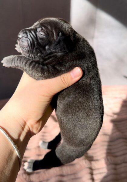 American pitbull terrier puppies for sale from Dognik Bulls kennel in Europe. Shipping worldwide. Breeding Dognik Bulls Godena x Dognik Bulls Gangsta’s Paradise