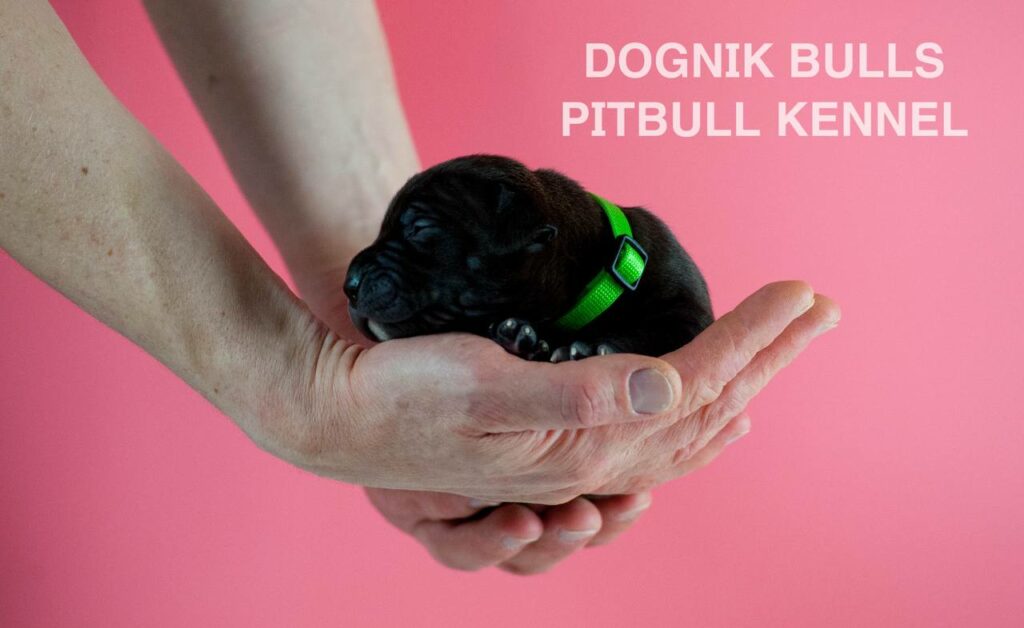 American pitbull terrier puppies for sale. Born February, 26 2026. Ready to go to new homes. Vaccinated, microchipped, EU pet passport, ADBA pedigree. Pitbull kennel Europe- Dognik Bulls. Brereding Dognik Bulls Godena x Dognik Bulls Gangsta’s Paradise