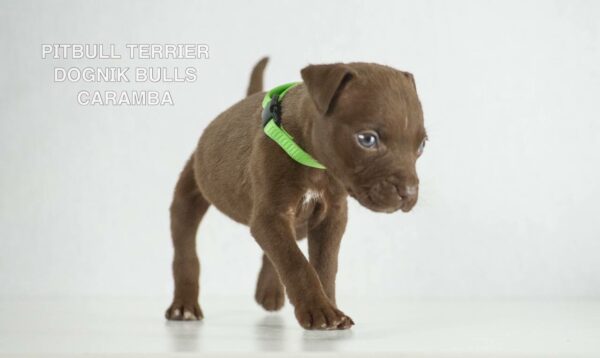 American pitbull terrier puppies for sale from Dognik Bulls kennel in Europe. Shipping worldwide. 