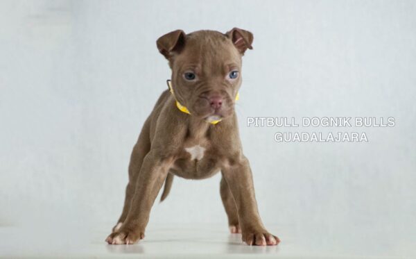 American pitbull terrier puppies for sale from Dognik Bulls kennel in Europe. Shipping worldwide. 