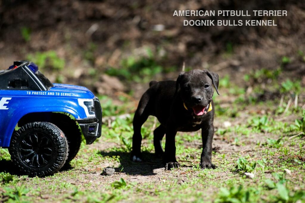 Black american pitbull terrier female for sale from Dognik Bulls kennel. All documents are included. Price 2000 euro