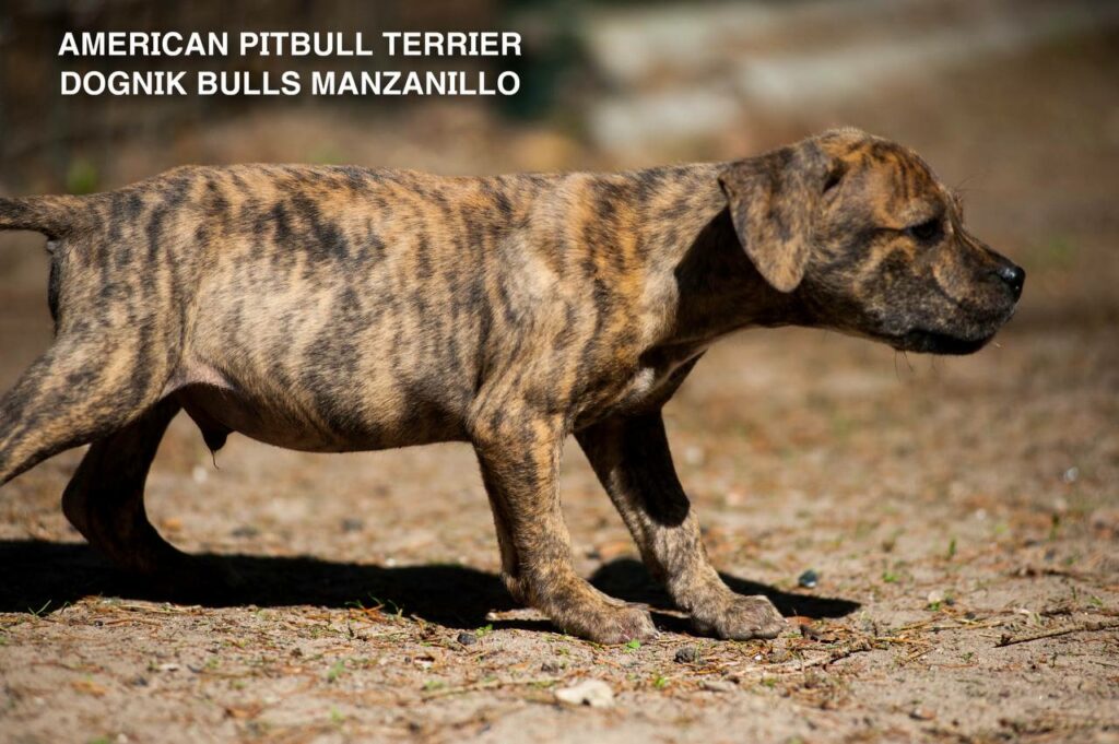 American pitbull terrier Dognik Bulls Manzanillo. This puppy is for sale right now. Brreding between Dognik Bulls Godena x Dognik Bulls Gangsta's Paradise