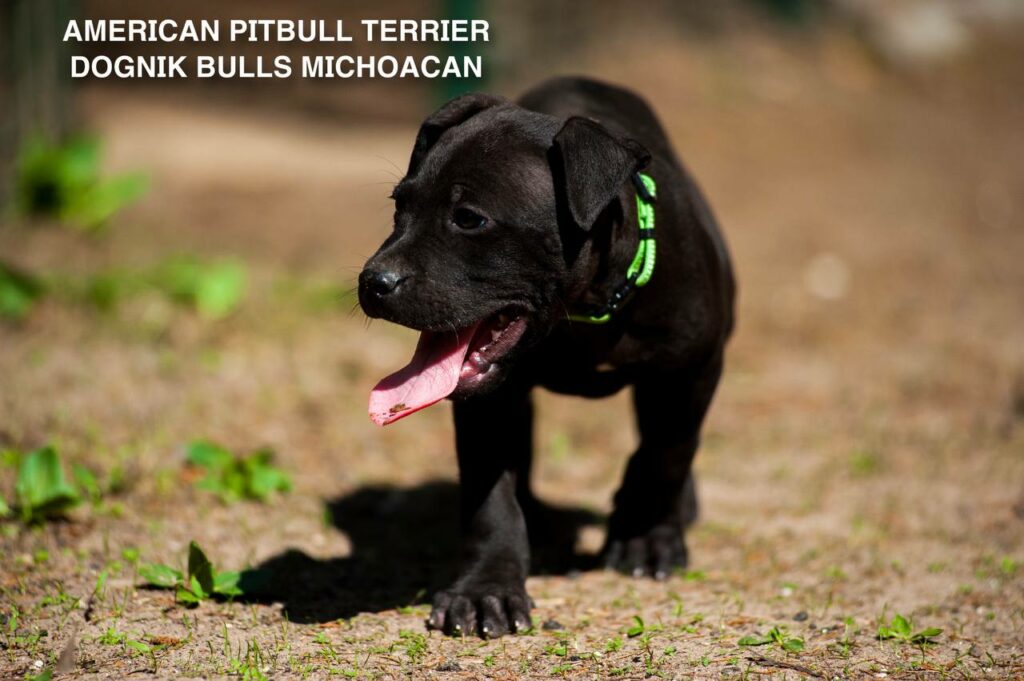 American pitbull terrier puppy Dognik Bulls Michoacan for sale