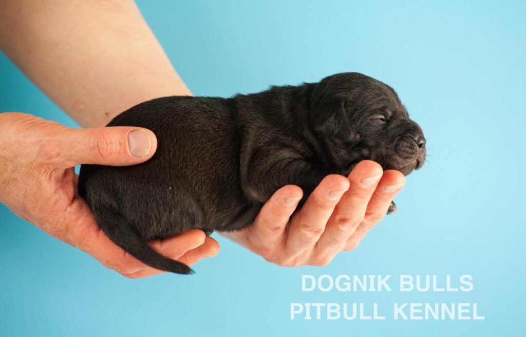 American pitbull terrier puppies for sale. Born February, 26 2026. Ready to go to new homes. Vaccinated, microchipped, EU pet passport, ADBA pedigree. Pitbull kennel Europe- Dognik Bulls. Brereding Dognik Bulls Godena x Dognik Bulls Gangsta’s Paradise