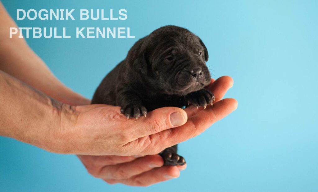 American pitbull terrier puppies for sale. Born February, 26 2026. Ready to go to new homes. Vaccinated, microchipped, EU pet passport, ADBA pedigree. Pitbull kennel Europe- Dognik Bulls. Brereding Dognik Bulls Godena x Dognik Bulls Gangsta’s Paradise