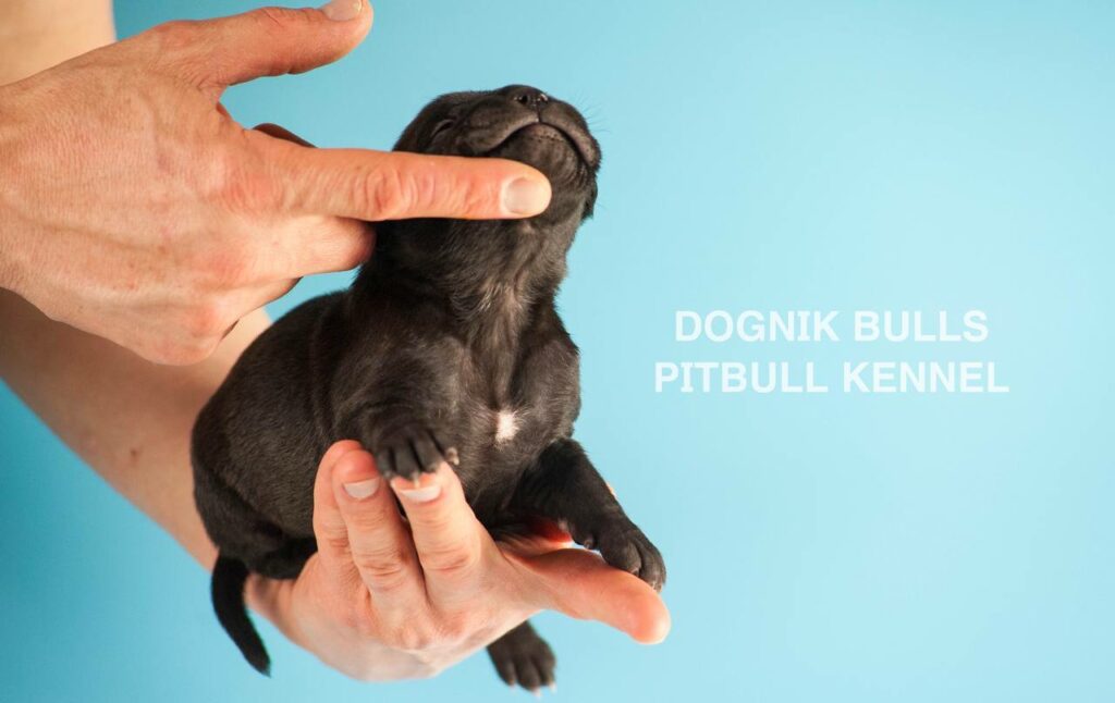 American pitbull terrier puppies for sale. Born February, 26 2026. Ready to go to new homes. Vaccinated, microchipped, EU pet passport, ADBA pedigree. Pitbull kennel Europe- Dognik Bulls. Brereding Dognik Bulls Godena x Dognik Bulls Gangsta’s Paradise
