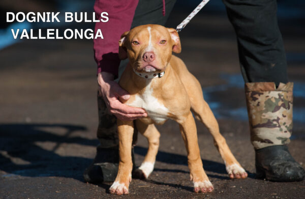Американский питбультерьер Dognik Bulls Vallelonga. Питомник питбулей Европа- Dognik Bulls. В нашем питомнике американских питбультерьеров Dognik Bulls можно купить щенка питбуля с документами, родословной, микрочипом. Доставка щенков питбуля по всему миру
