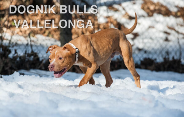 Американский питбультерьер Dognik Bulls Vallelonga. Питомник питбулей Европа- Dognik Bulls. В нашем питомнике американских питбультерьеров Dognik Bulls можно купить щенка питбуля с документами, родословной, микрочипом. Доставка щенков питбуля по всему миру
