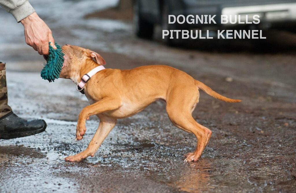 American pitbull terrier puppies for sale. Pitbull kennel Europe- Dognik Bulls. Breeding Millers Wild Storm aka Castle x Dognik Bulls Indiana. Pitbull puppies ready for reservation. With pedigree. Located in Europe