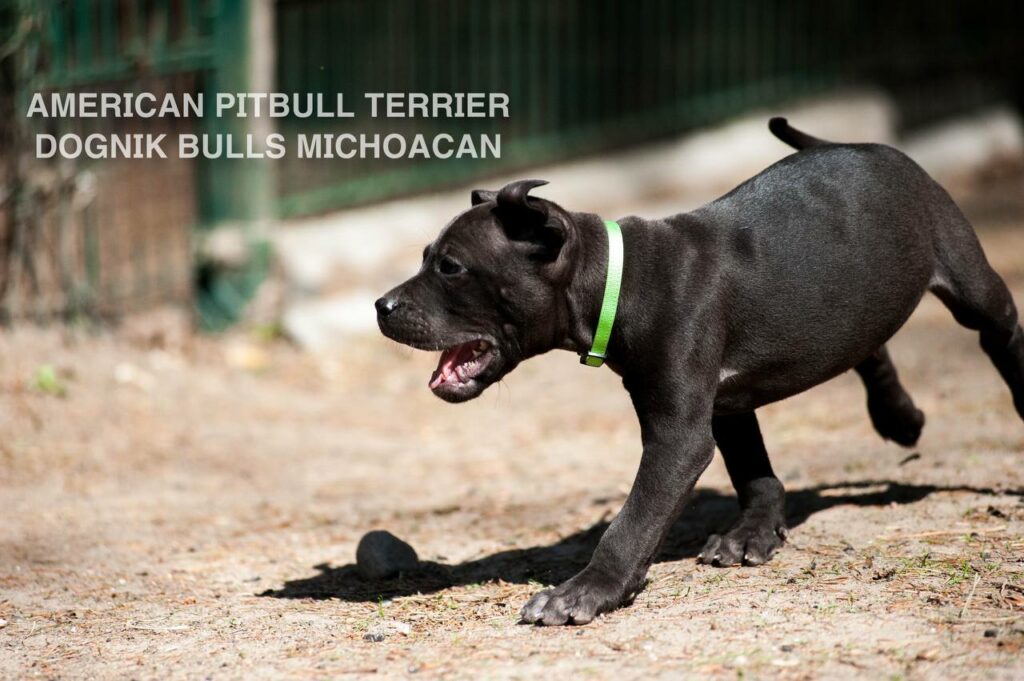 American pitbull terrier puppy Dognik Bulls Michoacan for sale