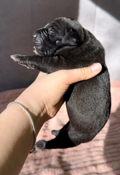 American pitbull terrier puppies for sale from Dognik Bulls kennel in Europe. Shipping worldwide. Breeding Dognik Bulls Godena x Dognik Bulls Gangsta’s Paradise