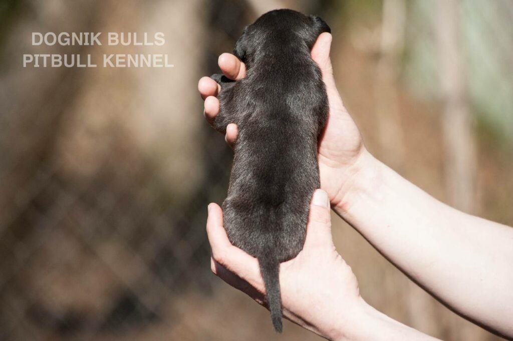 American pitbull terrier puppies from European kennel Dognik Bulls. Colours: black pitbull terrier, brindle pitbull terrier. Breeding american pitbull terriers: Dognik Bulls Godena x Dognik Bulls Gangstas Paradise