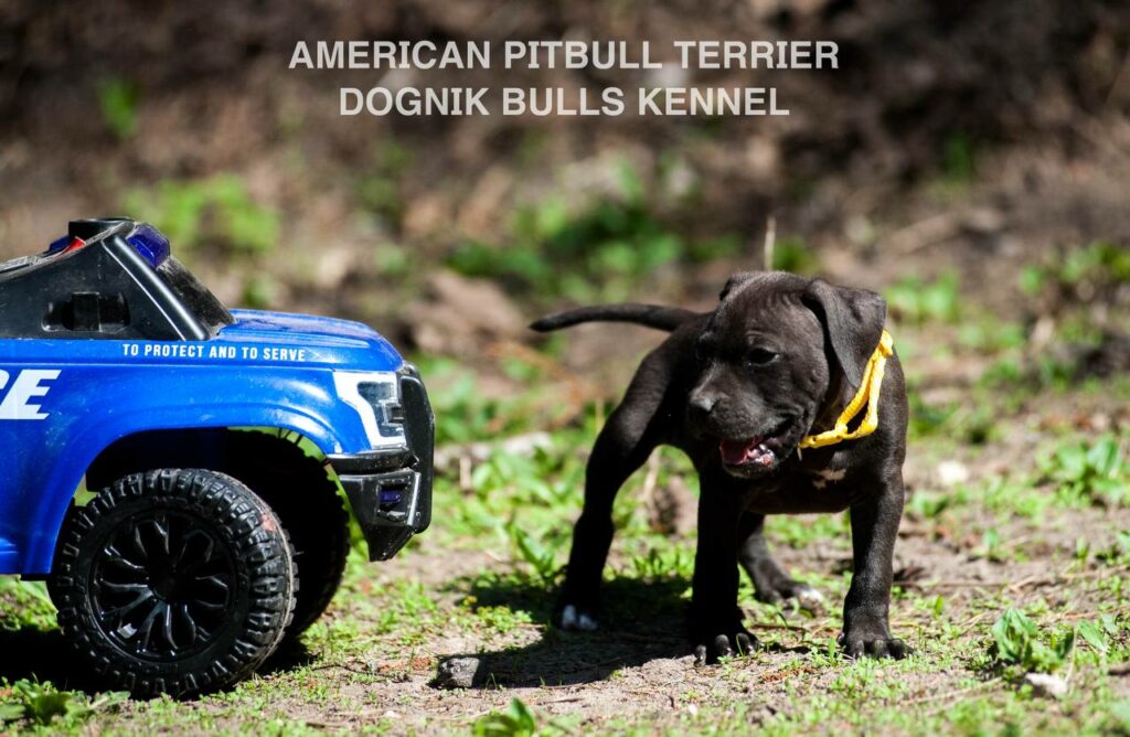 Black american pitbull terrier female for sale from Dognik Bulls kennel. All documents are included. Price 2000 euro
