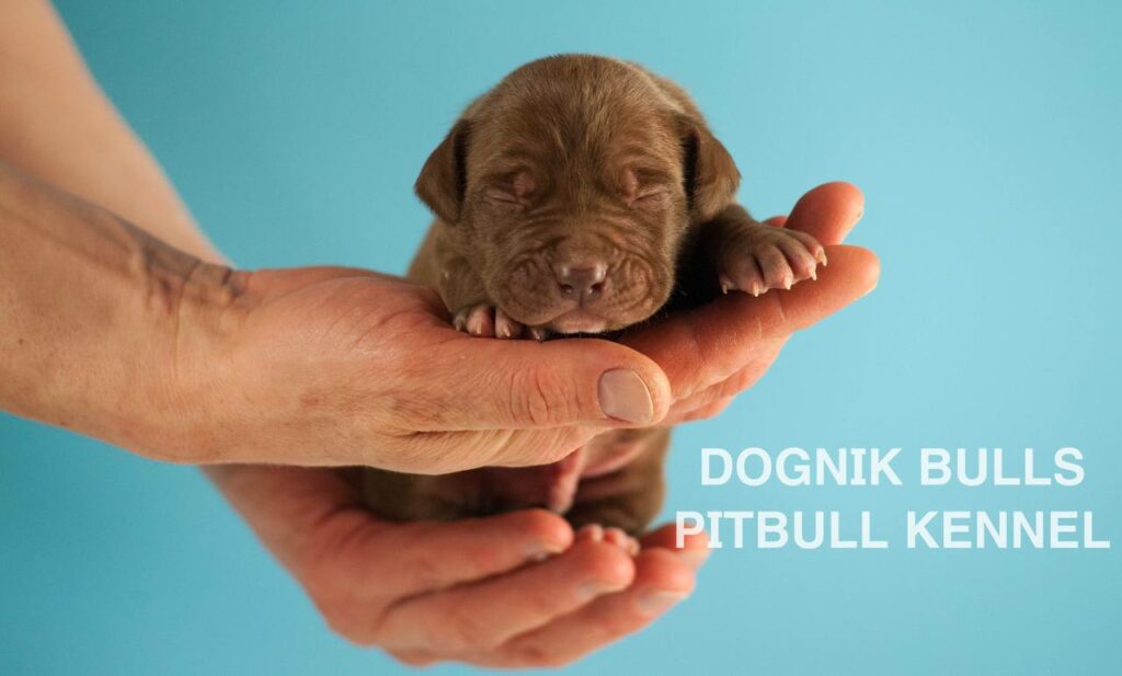 American pitbull terrier puppies for sale. Born February, 26 2026. Ready to go to new homes. Vaccinated, microchipped, EU pet passport, ADBA pedigree. Pitbull kennel Europe- Dognik Bulls. Brereding Dognik Bulls Godena x Dognik Bulls Gangsta’s Paradise