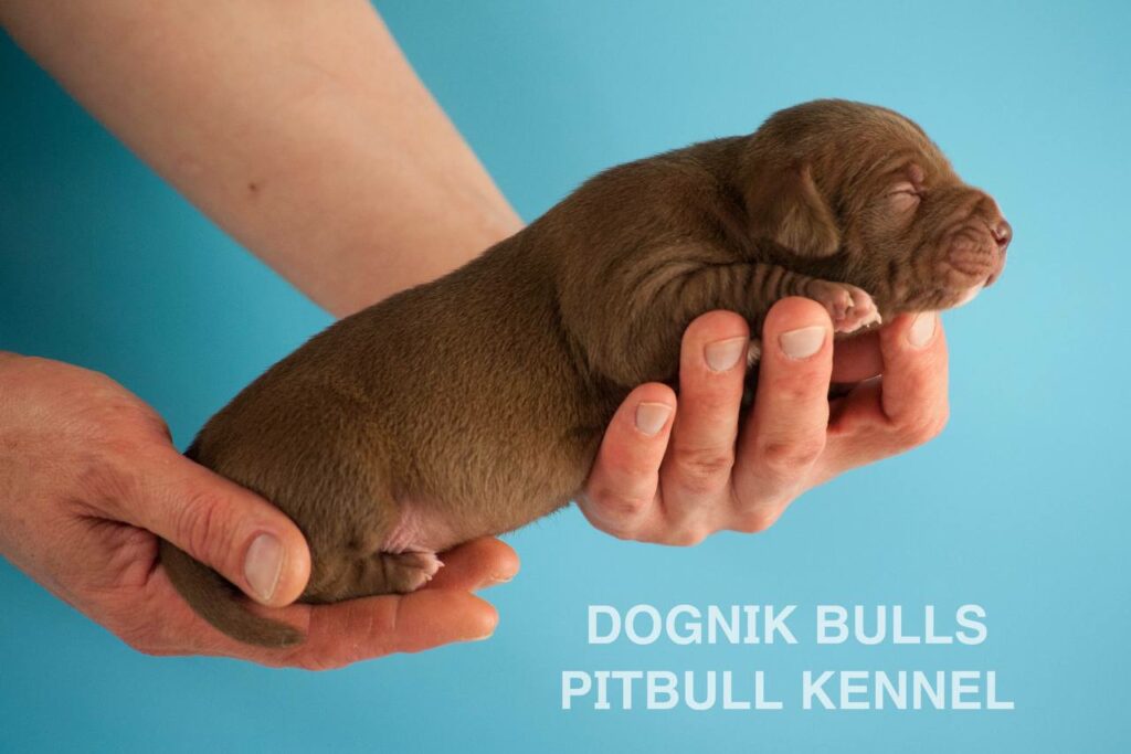 American pitbull terrier puppies for sale. Born February, 26 2026. Ready to go to new homes. Vaccinated, microchipped, EU pet passport, ADBA pedigree. Pitbull kennel Europe- Dognik Bulls. Brereding Dognik Bulls Godena x Dognik Bulls Gangsta’s Paradise