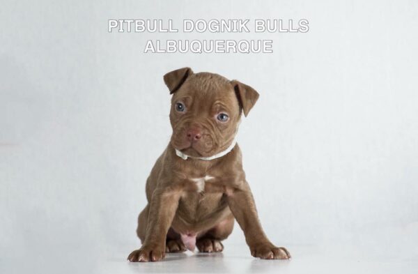 American pitbull terrier puppies for sale from Dognik Bulls kennel in Europe. Shipping worldwide. 