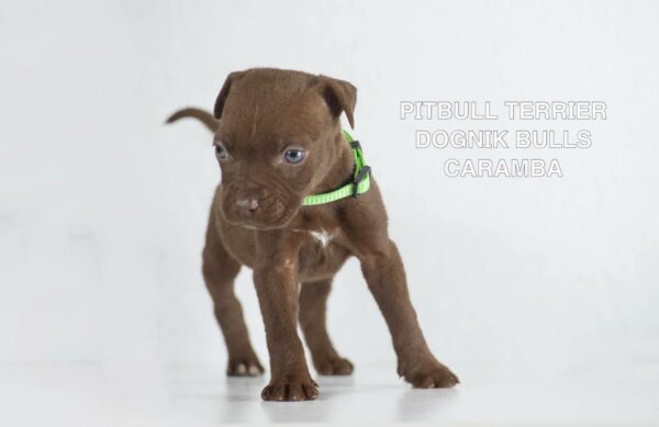 American pitbull terrier puppies for sale from Dognik Bulls kennel in Europe. Shipping worldwide. 