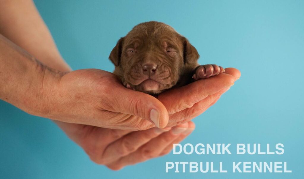 American pitbull terrier puppies for sale. Born February, 26 2026. Ready to go to new homes. Vaccinated, microchipped, EU pet passport, ADBA pedigree. Pitbull kennel Europe- Dognik Bulls. Brereding Dognik Bulls Godena x Dognik Bulls Gangsta’s Paradise