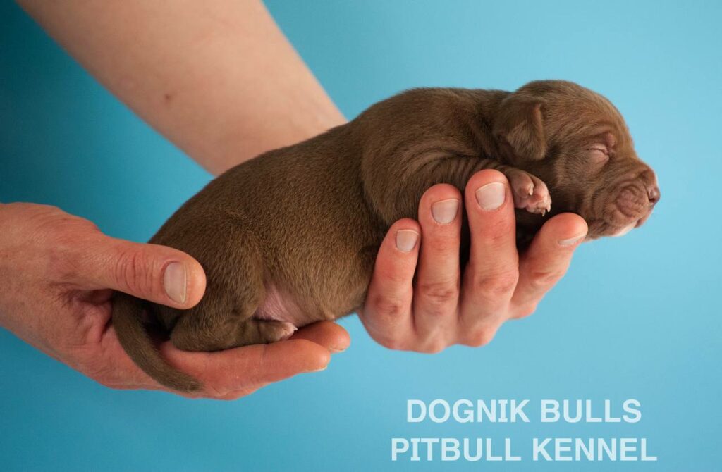 American pitbull terrier puppies for sale. Born February, 26 2026. Ready to go to new homes. Vaccinated, microchipped, EU pet passport, ADBA pedigree. Pitbull kennel Europe- Dognik Bulls. Brereding Dognik Bulls Godena x Dognik Bulls Gangsta’s Paradise