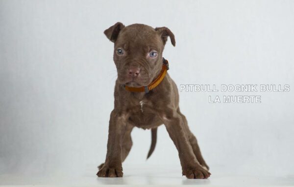 American pitbull terrier puppies for sale from Dognik Bulls kennel in Europe. Shipping worldwide. 