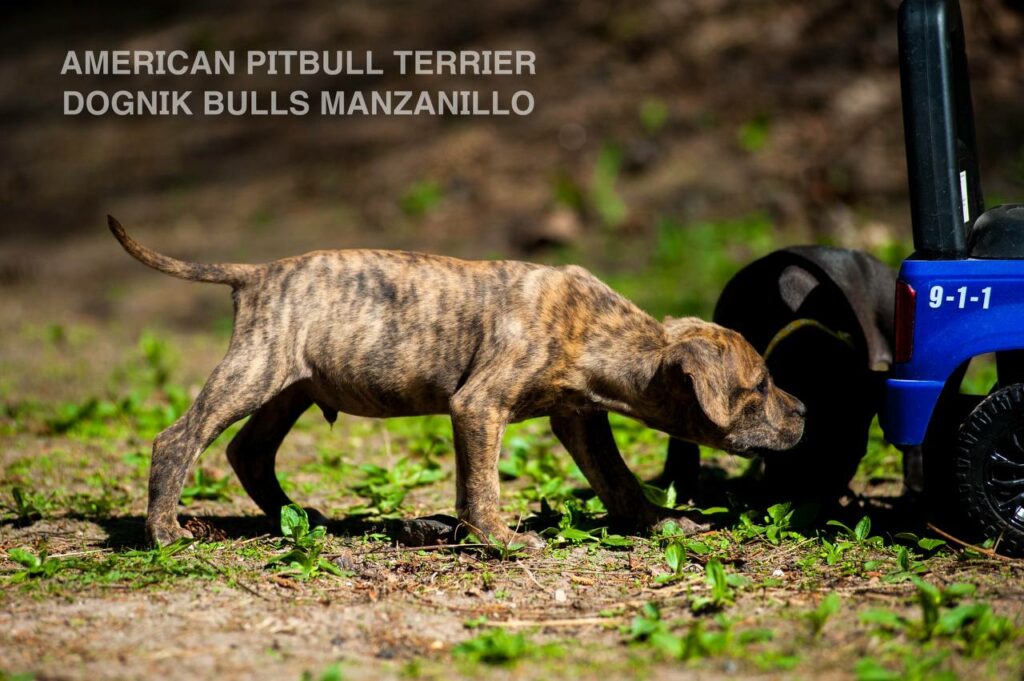 American pitbull terrier Dognik Bulls Manzanillo. This puppy is for sale right now. Brreding between Dognik Bulls Godena x Dognik Bulls Gangsta's Paradise