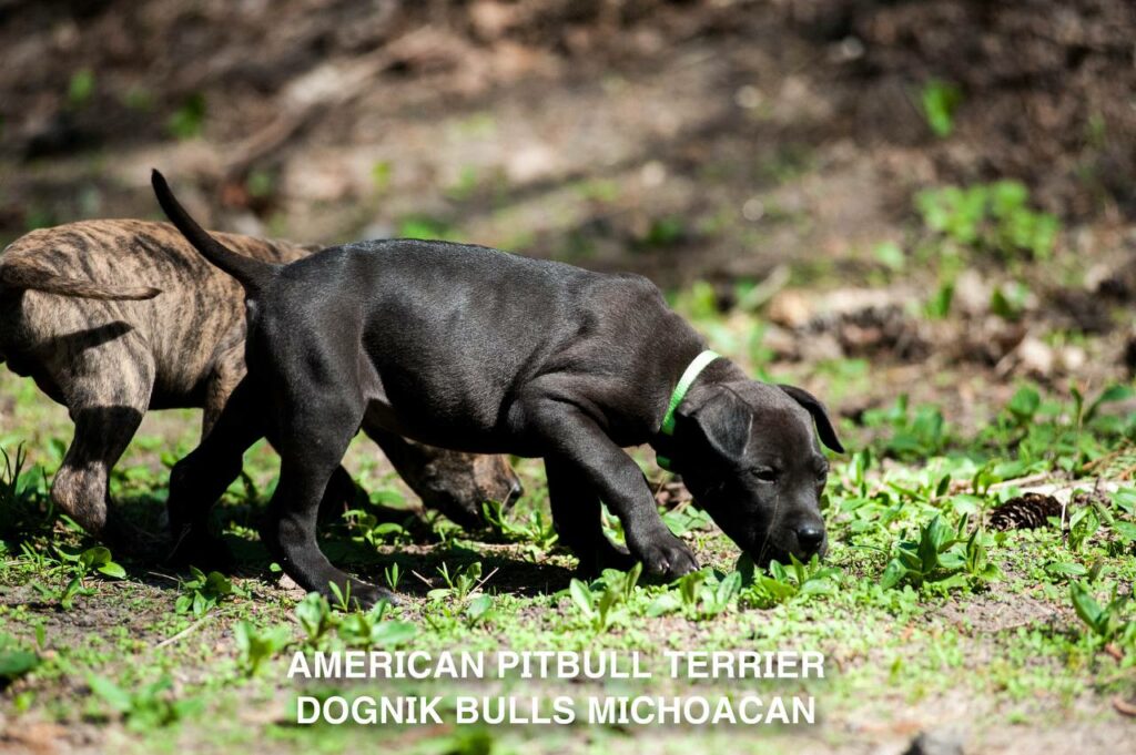 American pitbull terrier puppy Dognik Bulls Michoacan for sale