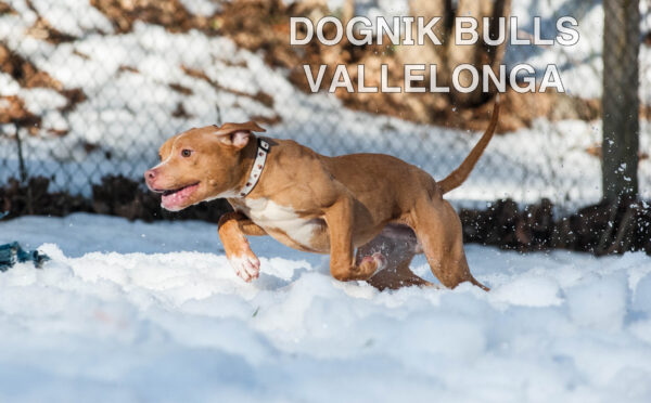 Американский питбультерьер Dognik Bulls Vallelonga. Питомник питбулей Европа- Dognik Bulls. В нашем питомнике американских питбультерьеров Dognik Bulls можно купить щенка питбуля с документами, родословной, микрочипом. Доставка щенков питбуля по всему миру
