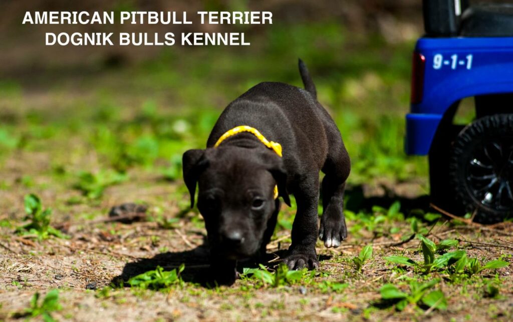 Black american pitbull terrier female for sale from Dognik Bulls kennel. All documents are included. Price 2000 euro