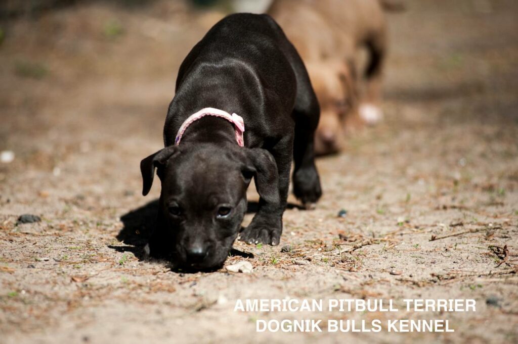 Black american pitbull terrier puppy for sale. Borm in Dognik Bulls kennel, Europe. Dewormed, vaccinated, EU pet passport, documents, pedigree