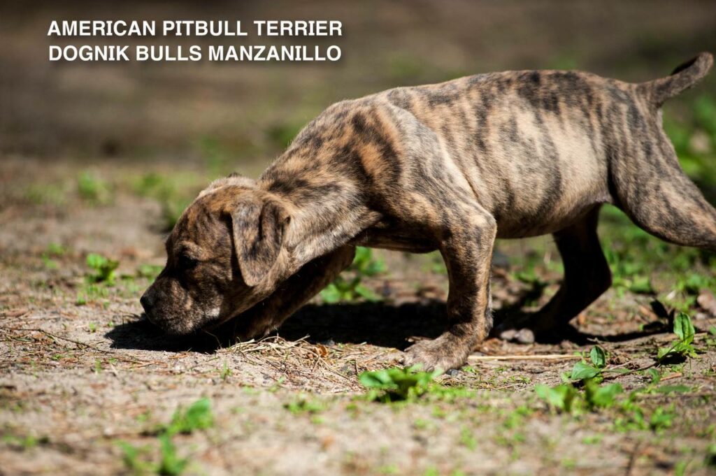 American pitbull terrier Dognik Bulls Manzanillo. This puppy is for sale right now. Brreding between Dognik Bulls Godena x Dognik Bulls Gangsta's Paradise