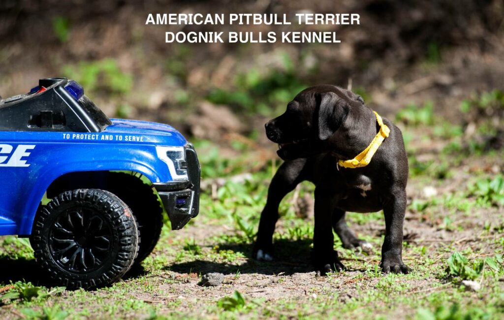 Black american pitbull terrier female for sale from Dognik Bulls kennel. All documents are included. Price 2000 euro