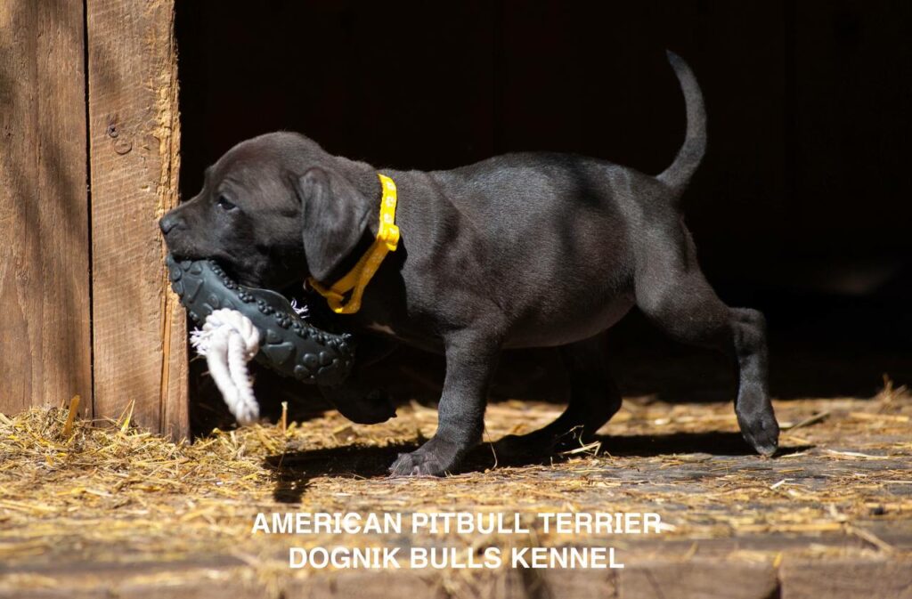 Black american pitbull terrier female for sale from Dognik Bulls kennel. All documents are included. Price 2000 euro