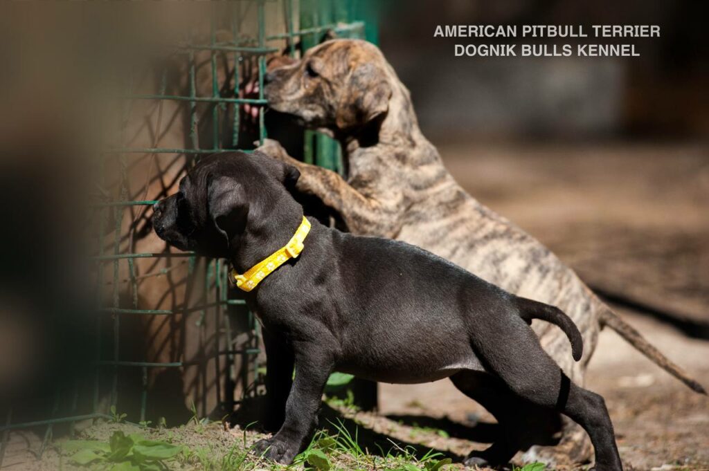 Black american pitbull terrier female for sale from Dognik Bulls kennel. All documents are included. Price 2000 euro