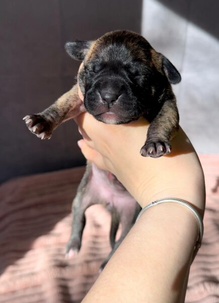 American pitbull terrier puppies for sale from Dognik Bulls kennel in Europe. Shipping worldwide. Breeding Dognik Bulls Godena x Dognik Bulls Gangsta’s Paradise