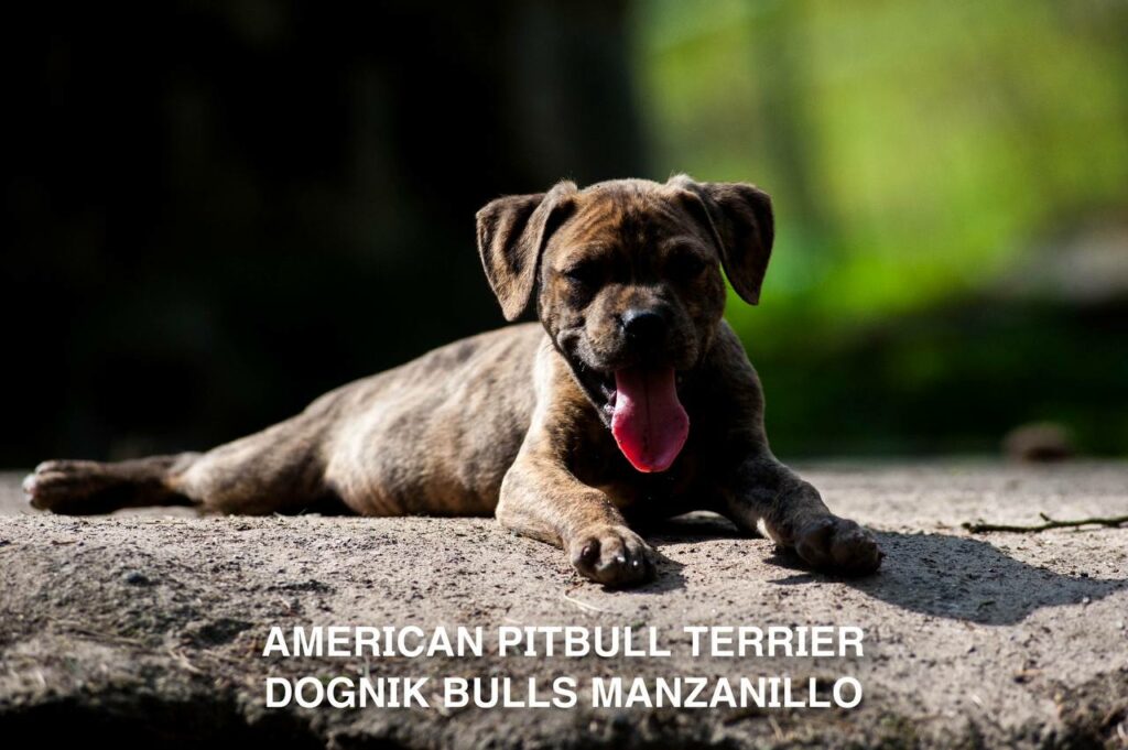 American pitbull terrier Dognik Bulls Manzanillo. This puppy is for sale right now. Brreding between Dognik Bulls Godena x Dognik Bulls Gangsta's Paradise