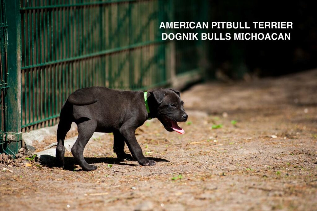 American pitbull terrier puppy Dognik Bulls Michoacan for sale