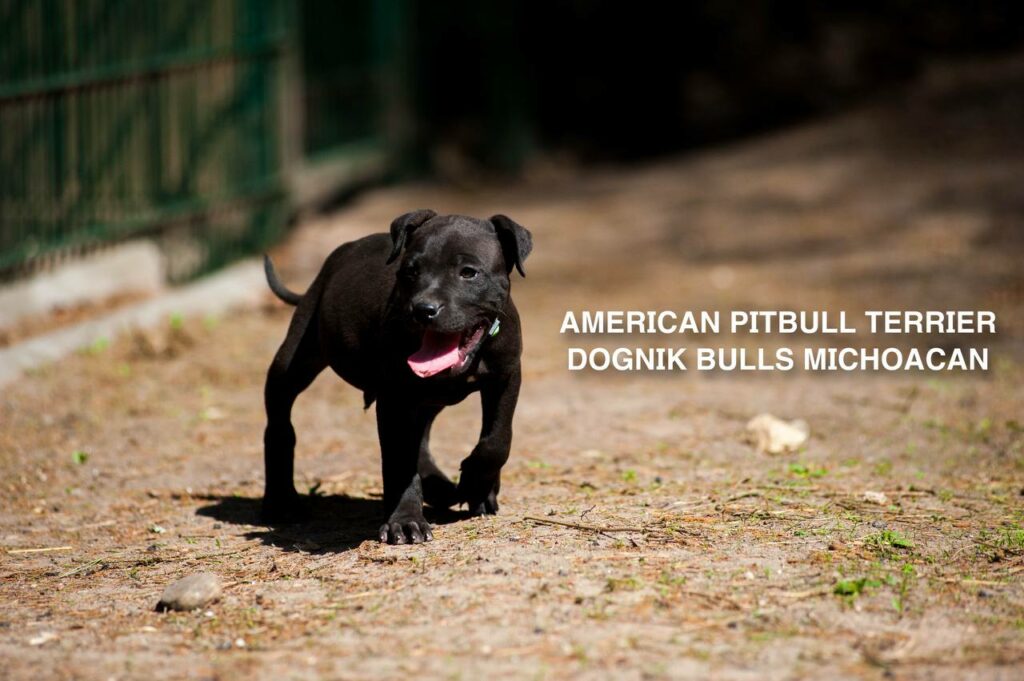 American pitbull terrier puppy Dognik Bulls Michoacan for sale