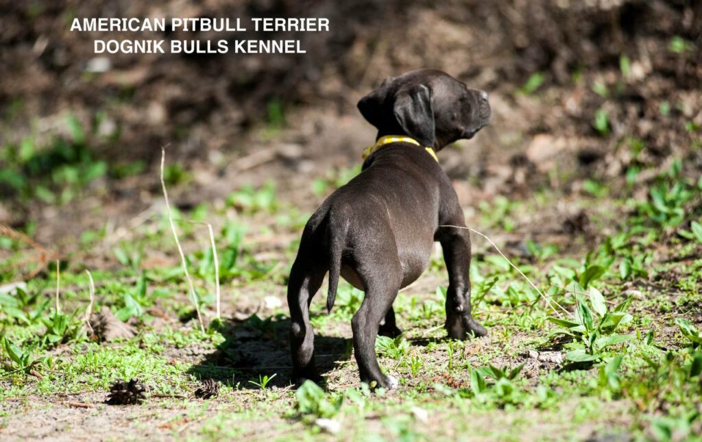 Black american pitbull terrier female for sale from Dognik Bulls kennel. All documents are included. Price 2000 euro