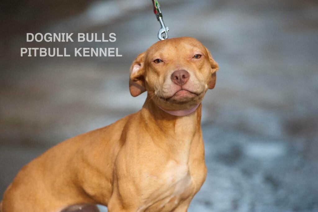 American pitbull terrier puppies for sale. Pitbull kennel Europe- Dognik Bulls. Breeding Millers Wild Storm aka Castle x Dognik Bulls Indiana. Pitbull puppies ready for reservation. With pedigree. Located in Europe