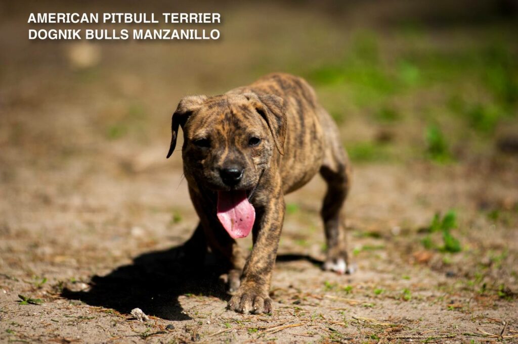 American pitbull terrier Dognik Bulls Manzanillo. This puppy is for sale right now. Brreding between Dognik Bulls Godena x Dognik Bulls Gangsta's Paradise