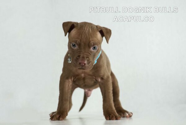 American pitbull terrier puppies for sale from Dognik Bulls kennel in Europe. Shipping worldwide.