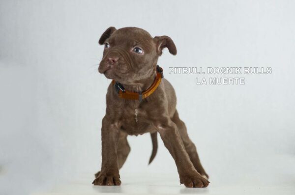 American pitbull terrier puppies for sale from Dognik Bulls kennel in Europe. Shipping worldwide.